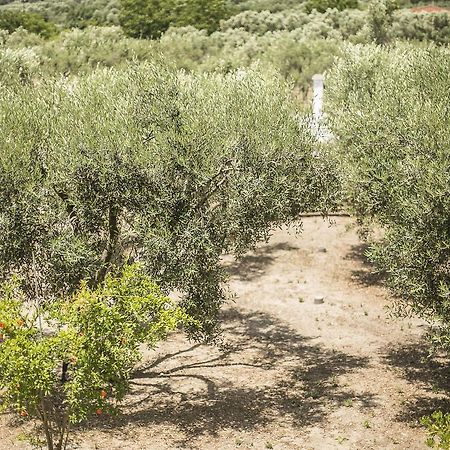 Olive Tree Apartments Φούρκα Εξωτερικό φωτογραφία